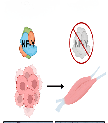 Rhabdomyosarcoma-cancers