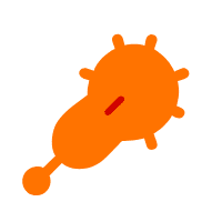 human-papillomavirus